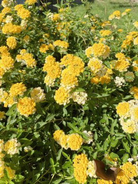Sarı lantana çiçeği doğa bahçesinde