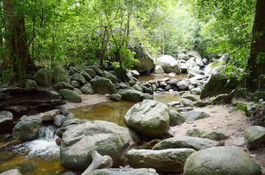 Tayland 'da Chonburi' de doğa ormanı.