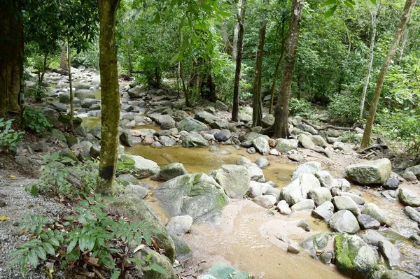 Naturwald Chonburi Bei Thailand — Stockfoto