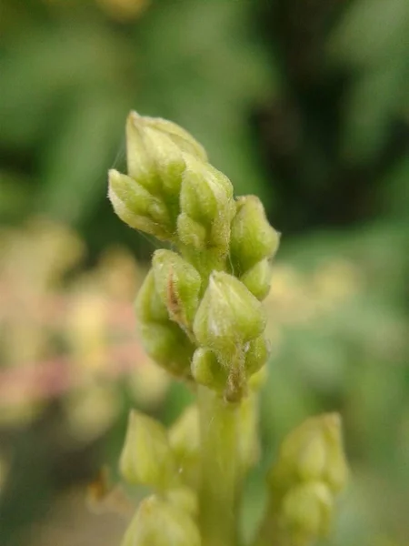 Flor Manga Bud Jardim Natureza — Fotografia de Stock