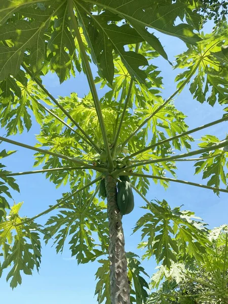 Pohon Pepaya Taman Alam — Stok Foto