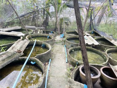 Tayland 'daki betta balık çiftliği