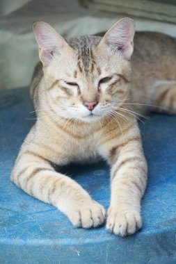 sevimli tekir kedi ülke Tayland