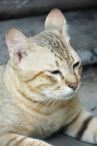 Söt Tabby Katt Landet Thailand — Stockfoto