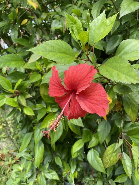 Rode Hibiscus Bloem Natuur Tuin — Stockfoto