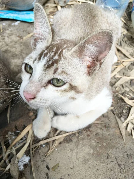 Lindo Gato Tabby País Tailandia — Foto de Stock