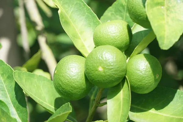 Doğa bahçesinde limon meyvesi