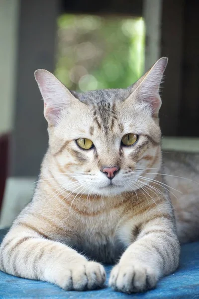 Carino Tabby Gatto Nel Paese Thailandia — Foto Stock