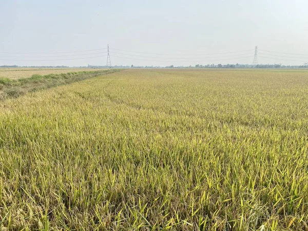Pola Ryżu Kraju Tajlandia — Zdjęcie stockowe