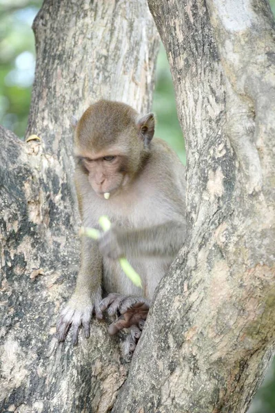 Close Macaco Jardim — Fotografia de Stock