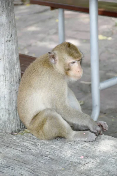 Close Macaco Jardim — Fotografia de Stock