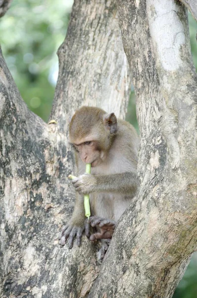 Affe Aus Nächster Nähe Garten — Stockfoto