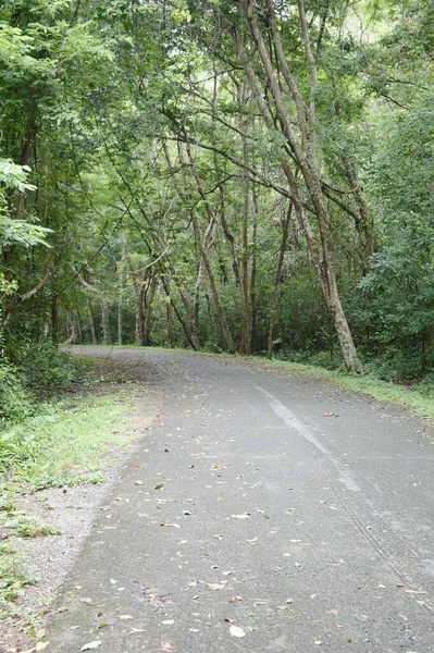 Straße Wald Bei Chonburi Thailand — Stockfoto