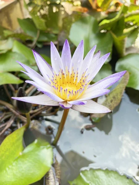 Paarse Lotusbloem Natuur Tuin — Stockfoto