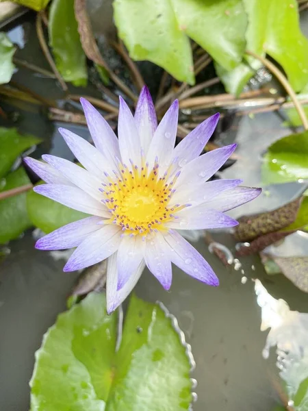 Lotus Fioletowy Kwiat Natura Ogród — Zdjęcie stockowe