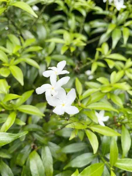 Fleur Inda Blanche Dans Jardin Naturel — Photo