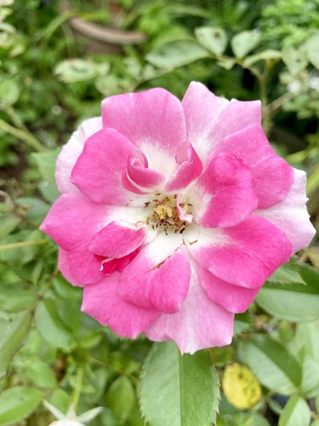 Roze Roos Bloem Natuur Tuin — Stockfoto