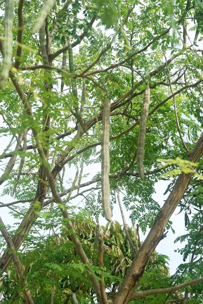 Моринга Олейфера Листья Деревьев Свежие Фрукты — стоковое фото