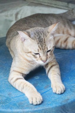 sevimli tekir kedi ülke Tayland