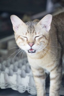 sevimli tekir kedi ülke Tayland