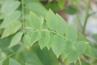 Bahçede taze yeşil yıldız bektaşi üzümü ağacı