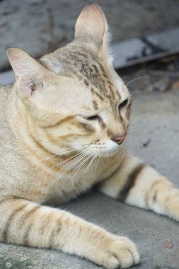sevimli tekir kedi ülke Tayland