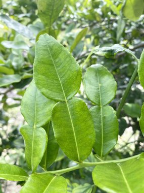 Citrus hystrix yaprakları doğa bahçesinde.