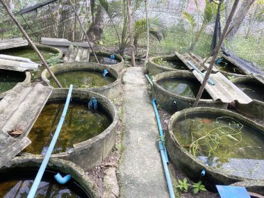 Tayland 'daki betta balık çiftliği