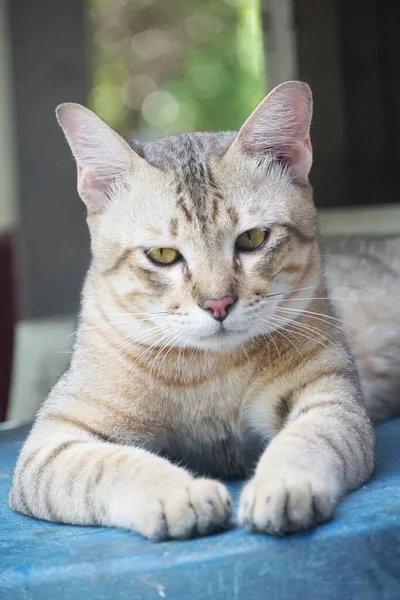 Carino Tabby Gatto Nel Paese Thailandia — Foto Stock