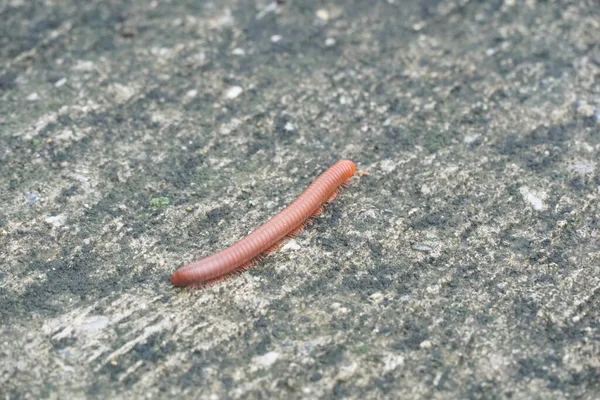 Milipede Suelo — Foto de Stock