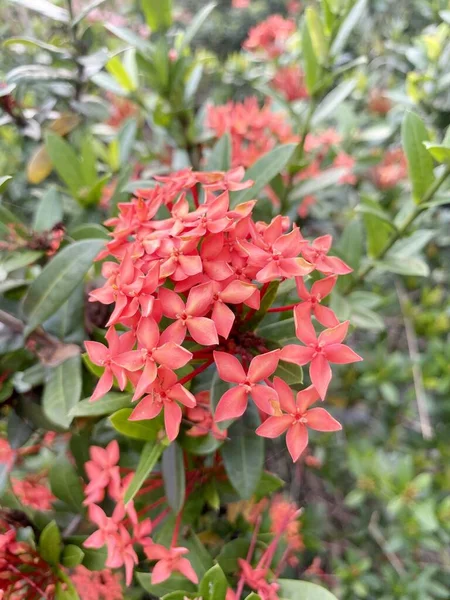 Czerwony Ixora Coccinea Kwiat Ogrodzie Przyrody — Zdjęcie stockowe