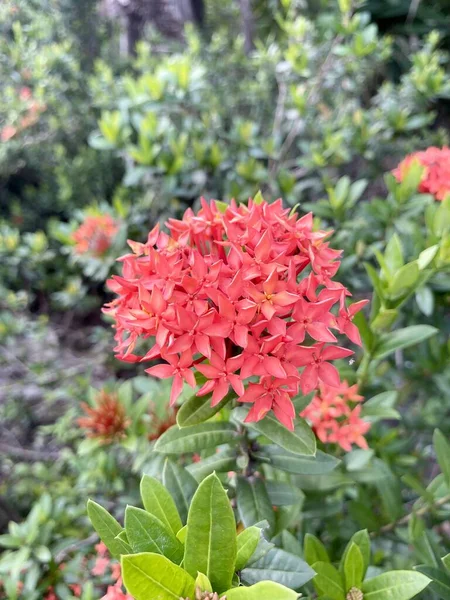 自然庭園に咲く赤いイクソコカの花 — ストック写真