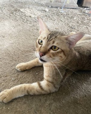 sevimli tekir kedi ülke Tayland