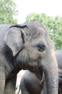 Doğa bahçesindeki fili kapatın.
