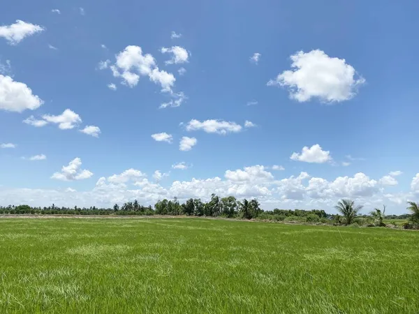 Grüne Reisfelder Land Thailand — Stockfoto