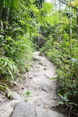Khao Chamao, Rayong, Tayland 'da doğa yolu.
