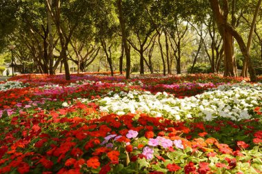 Bagnkok Tayland 'da çiçek bahçesi