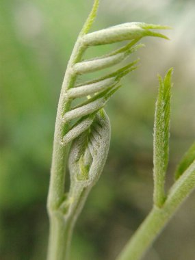 Akasya yapraklarının dokusu. Macro çok yakın. Doğanın tazeliği ve güzelliği