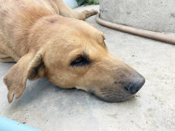 Σκύλος Κοιμάται Τσιμεντένιο Πάτωμα — Φωτογραφία Αρχείου