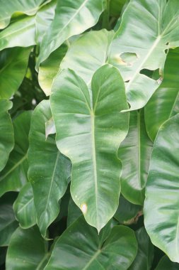 Doğa bahçesinde taze yeşil arum yaprağı