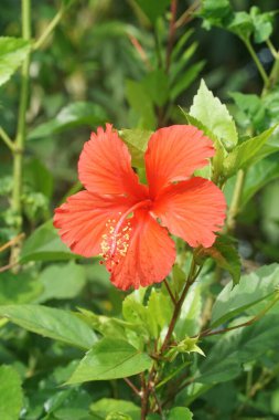 kırmızı amber çiçeği doğa bahçesinde