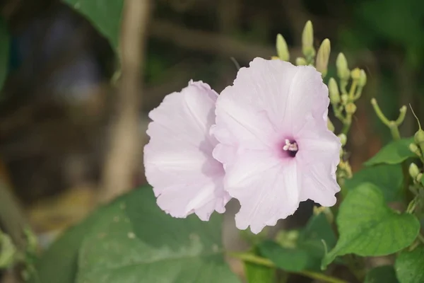 Πρωί Λουλούδι Δόξα Στον Κήπο Της Φύσης — Φωτογραφία Αρχείου