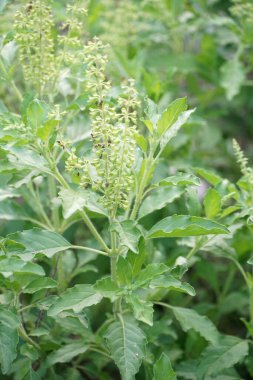 Bahçedeki Tayland fesleğeni ağacı - Ocimum bazilika linn