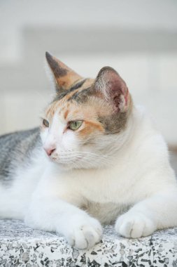 Çimento zeminindeki sevimli kediyi kapat.