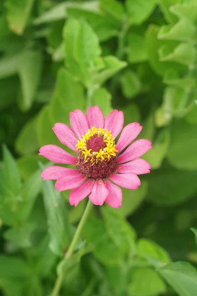 Bunga Seng Merah Muda Kebun Alam — Stok Foto