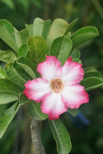 Rosa Adenium Obesum Flor Jardim Natureza — Fotografia de Stock