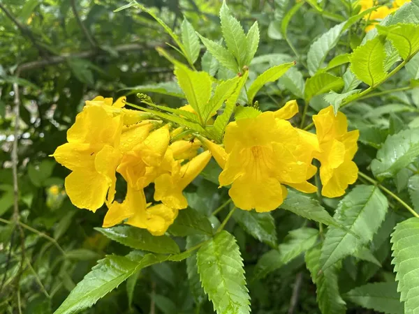 Amarelo Tecoma Stans Flor Jardim Natureza — Fotografia de Stock