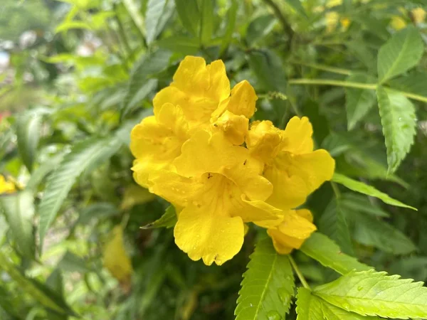 Amarelo Tecoma Stans Flor Jardim Natureza — Fotografia de Stock