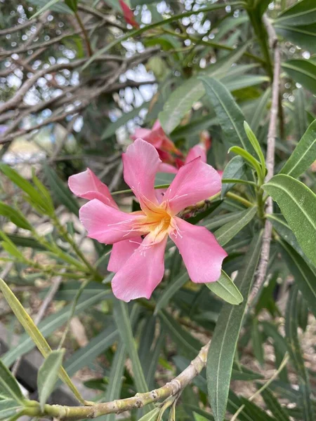Ροζ Άνθος Πικροδάφνης Στον Κήπο Της Φύσης — Φωτογραφία Αρχείου