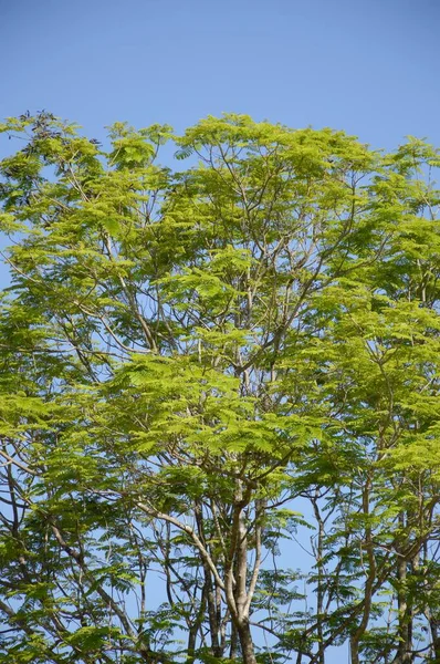 Ост Индская Ореховое Дерево Саду Природы — стоковое фото